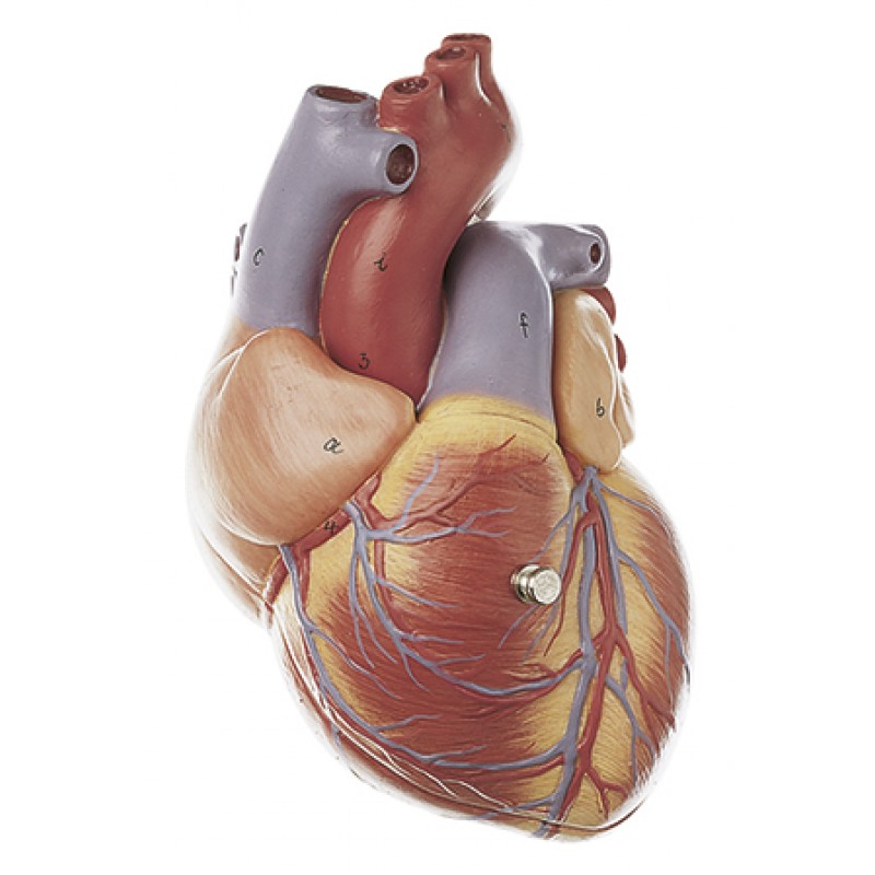 Anatomisch Model Hart